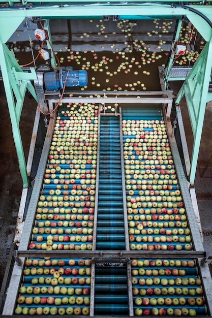 Apples in factory on conveyor belt