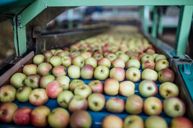 Apples in factory on conveyor belt