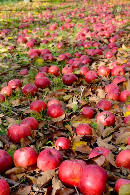 Apples fallen in an orchard autumn concept