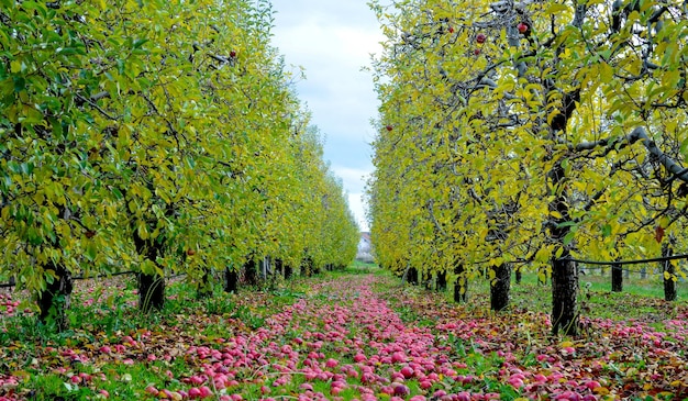 Apples fallen in an orchard autumn concept