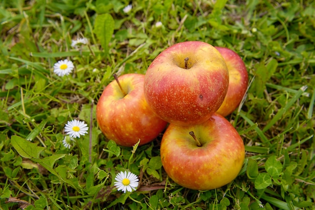 apples in the grass with daisies