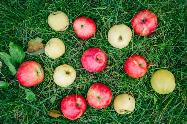 Apples on the grass