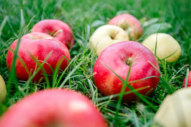 Apples on the grass