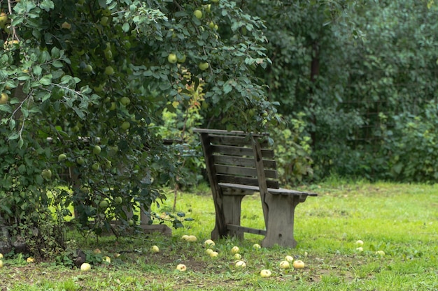 Apples on the ground in the garden