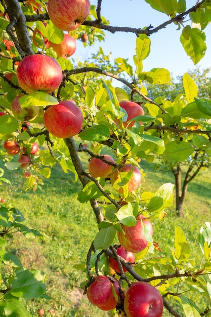 Photo apples growing on tree