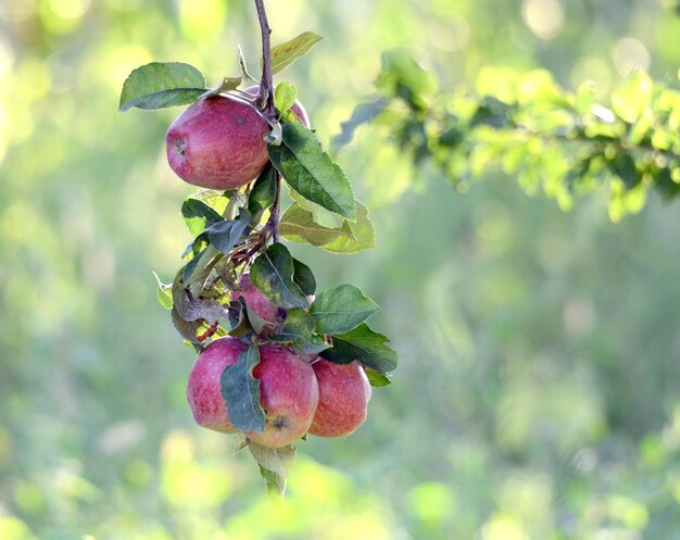 Apples in orchard early on the morning