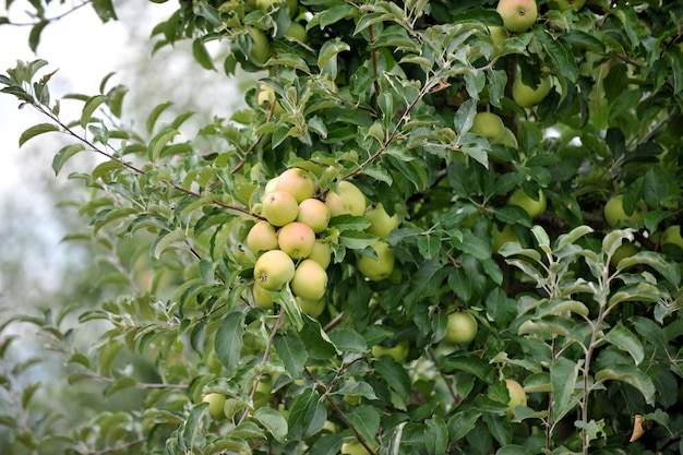 apples in orchard in the Fall ready for harvest