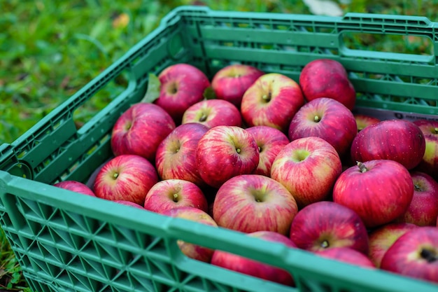 녹색 상자에 사과 유기농 사과