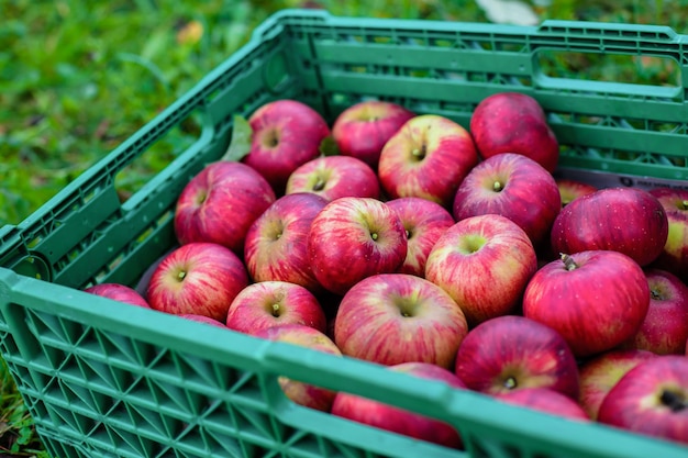 Apples organic apples in the green box