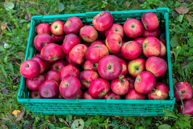 Apples organic apples in the green box