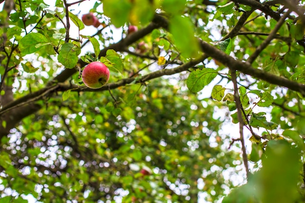 Mele mele biologiche nella scatola verde