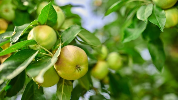 Apples A photo of taste and beautiful apples