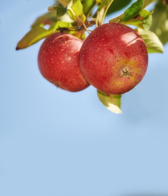 Apples A photo of taste and beautiful red apples