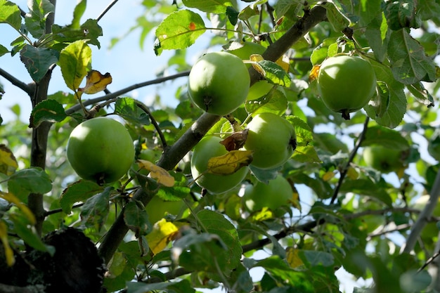 Apples ripen on a branch in the garden on a bright sunny summer day closeup