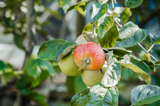 Apples ripen on a tree in the garden in summer