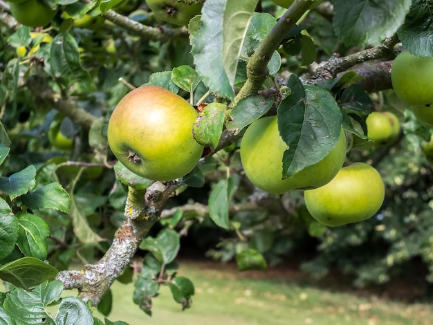 Apples ripening on the bough in Kent