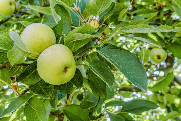 Apples still on the green tree