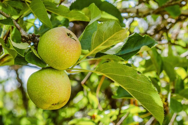 Apples still on the green tree