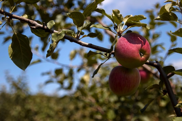 Apples in the sun view