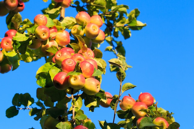 Apples on a tree branch against a blue sky