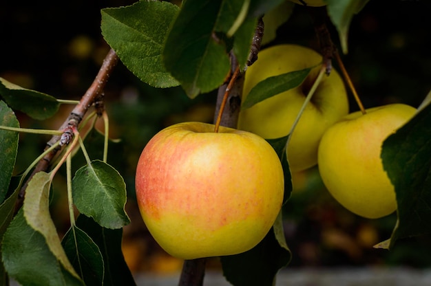 Apples on a tree branch. Apple tree. Harvest of fresh apples.