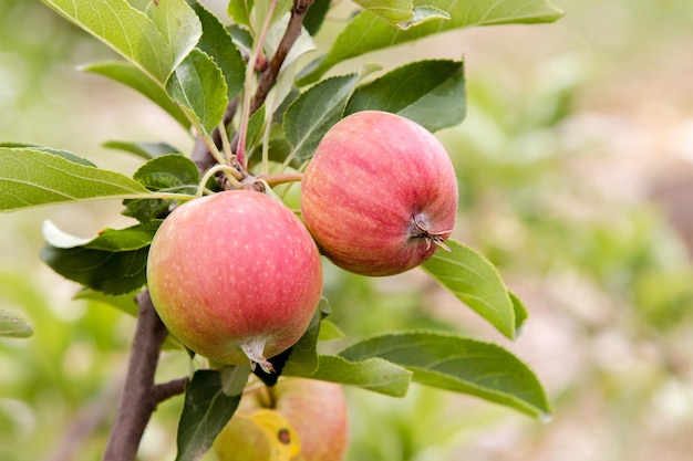 Apples on a tree branch blush in the garden