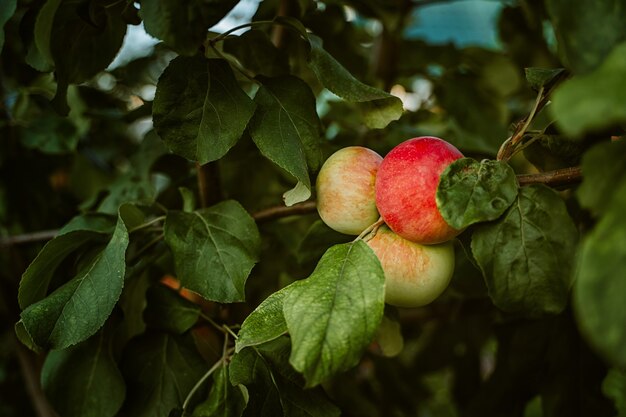 Apples on a tree in the garden Harvest season