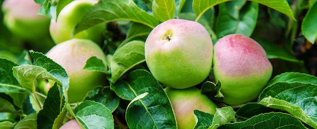 Apples on a tree in the garden. Selective focus. nature.