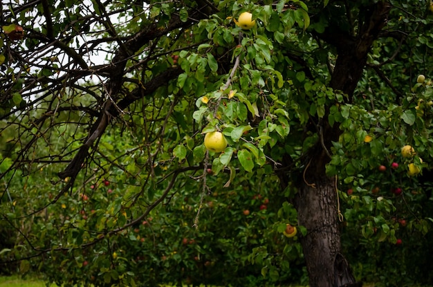 Foto le mele sull'albero