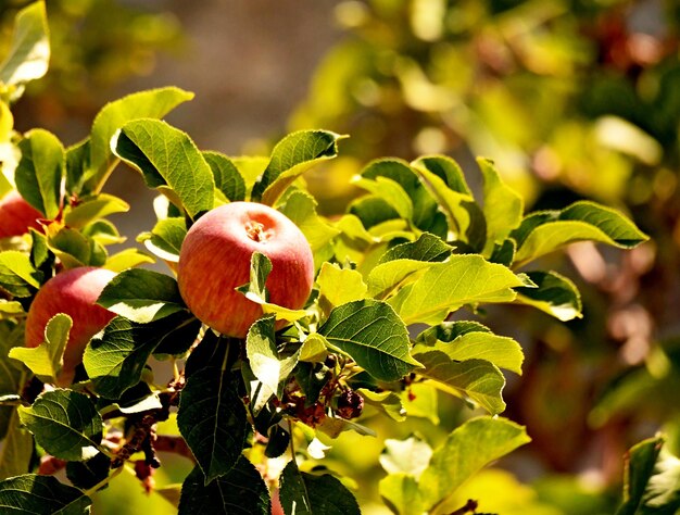 Photo apples on trees