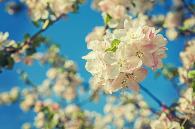 Appletree blossom on a backgropund of blue sky instagram stile