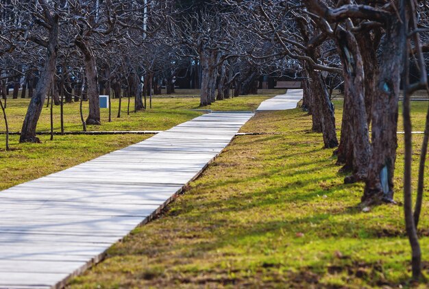 Appletree garden with leafless trees in spring wooden walkway on green grass