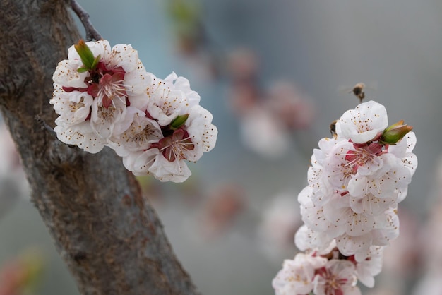 Foto fiore di albicocca che fiorisce in primavera