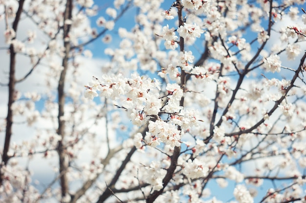 Apricot blossom close up.Apricot tree flower, seasonal floral nature background