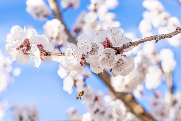 Apricot blossom details, flowers and insects in spring