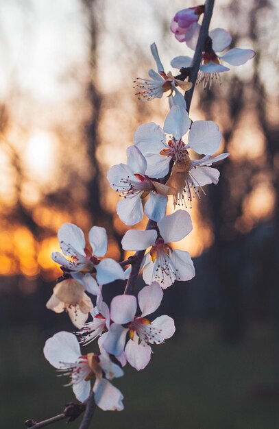 apricot blossom flower