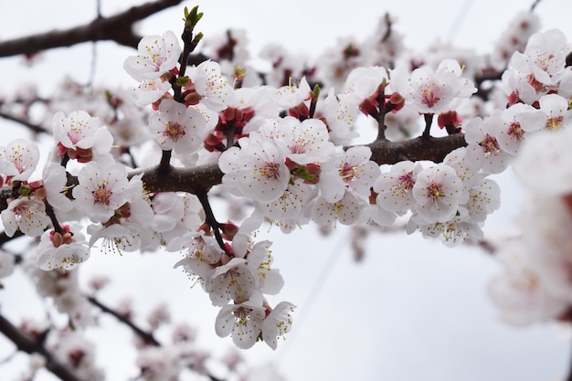 アプリコットの花。新鮮な春のバックグランド