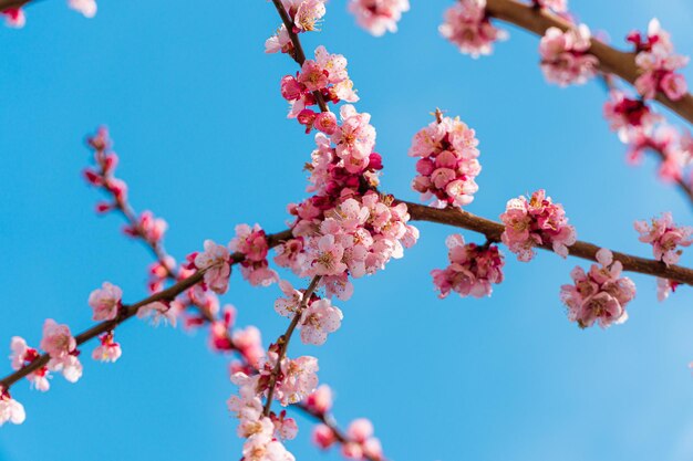 Photo apricot blossom in spring apricot blossom background
