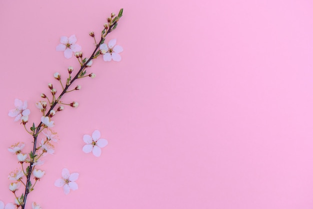 アプリコットの花の春の背景Porizontalバナー