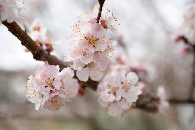 Photo apricot blossom in spring season macro shot selective focus