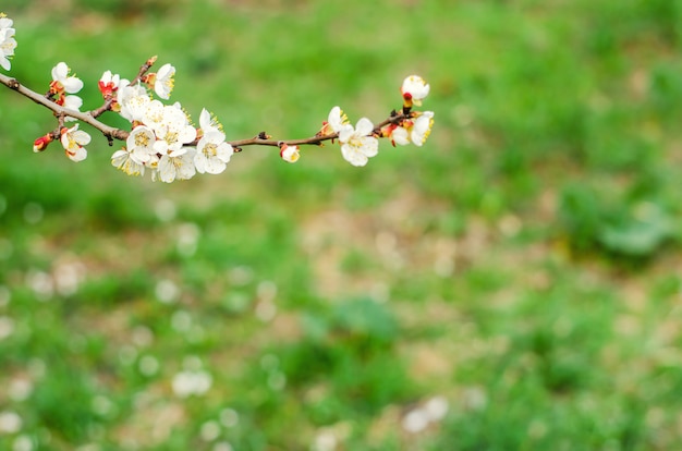 Apricot blossom on a sunny day, the arrival of spring, the blossoming of trees