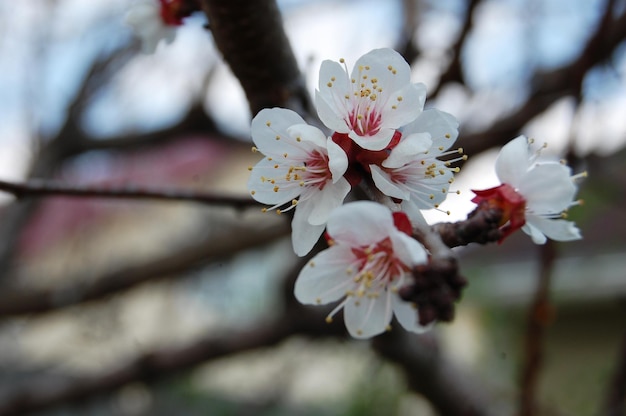 アプリコットの花の木