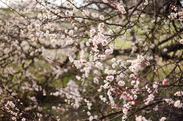 녹색 배경에 살구 꽃 흰색 꽃 클로즈업. 봄 정원