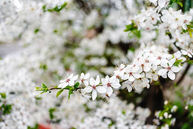 Foto ramo di albicocca con fiori bianchi in fiore