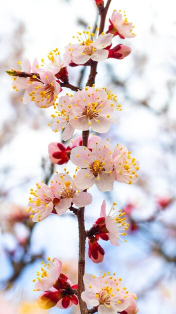 繊細なピンクの花が咲くアプリコットの枝。アプリコットの花