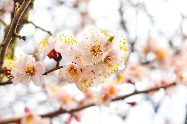 繊細なピンクの花が咲くアプリコットの枝。アプリコットの花