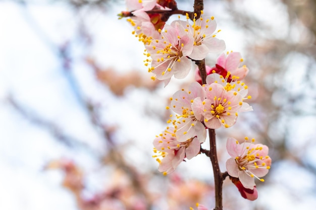 繊細なピンクの花が咲くアプリコットの枝。アプリコットの花