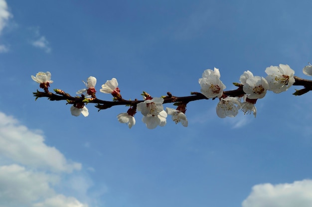 写真 白い花を持つアプリコットの枝