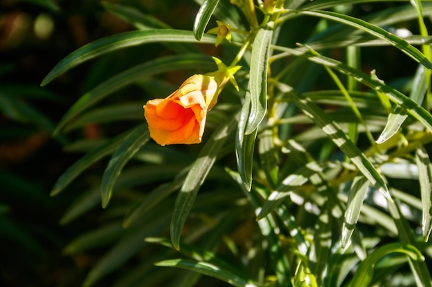 Apricot colored flower of Cascabela thevetia (Yellow oleander, Lucky nut)