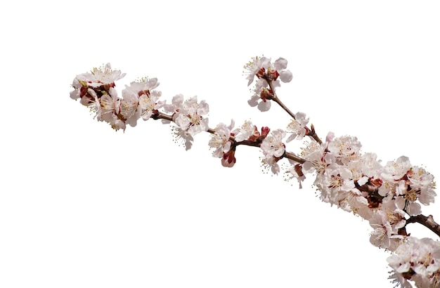 Apricot flower isolated